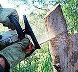 Professional Tree Removal in San Pasqual, CA