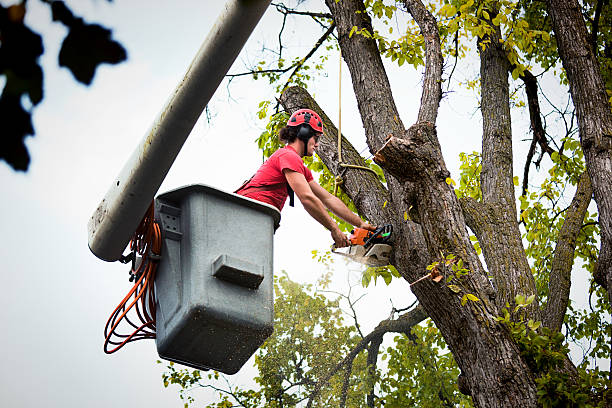 How Our Tree Care Process Works  in  San Pasqual, CA
